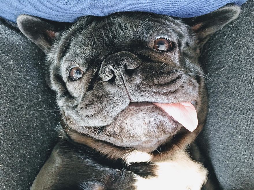 Meet Potato, The Cutest Lazy-Tongue French Bulldog Ever Meet Potato, The Cutest Lazy-Tongue French Bulldog Ever