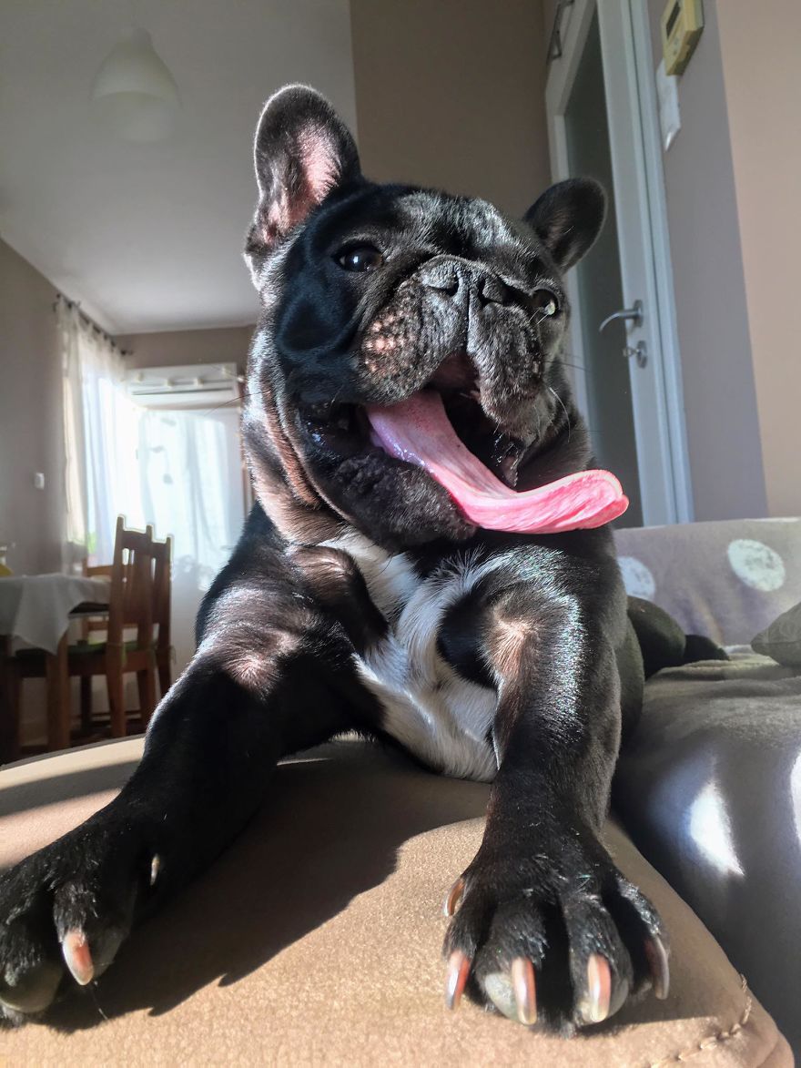 Meet Potato, The Cutest Lazy-Tongue French Bulldog Ever Meet Potato, The Cutest Lazy-Tongue French Bulldog Ever
