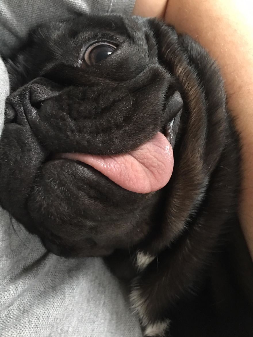Meet Potato, The Cutest Lazy-Tongue French Bulldog Ever Meet Potato, The Cutest Lazy-Tongue French Bulldog Ever