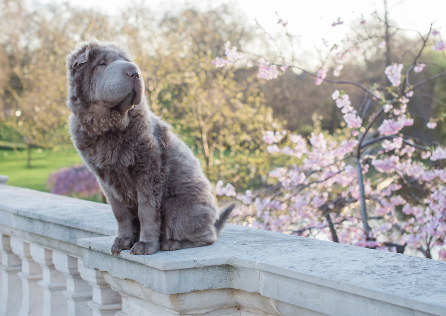 Londoner Bear Cub Looking For Adventures Londoner Bear Cub Looking For Adventures