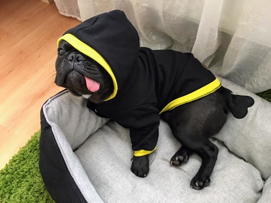 Meet Potato, The Cutest Lazy-Tongue French Bulldog Ever Meet Potato, The Cutest Lazy-Tongue French Bulldog Ever