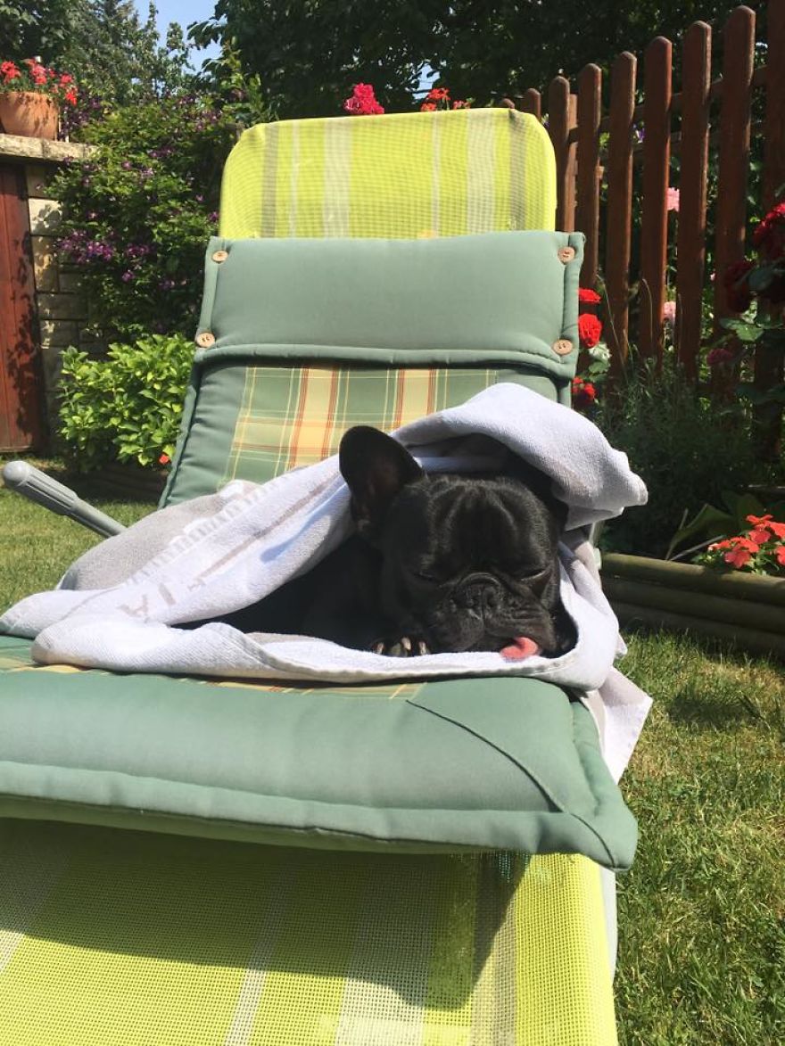 Meet Potato, The Cutest Lazy-Tongue French Bulldog Ever Meet Potato, The Cutest Lazy-Tongue French Bulldog Ever