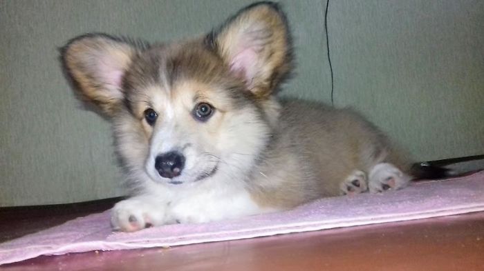 My Joy And My Happiness. Mona, A Fluffy Corgi