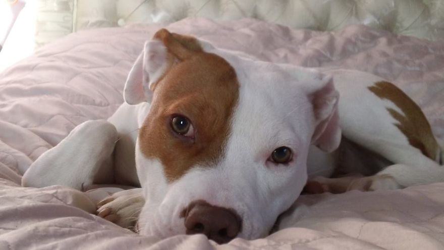 After Being Abandoned 5 Times, This Deaf Pup Finds His Home And Learns Sign Language