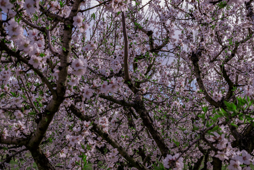 I Shot The Tree Beings