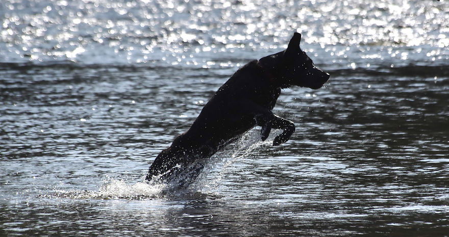 Otis The Black Labrador Loves Playing In The River Dee In North Wales