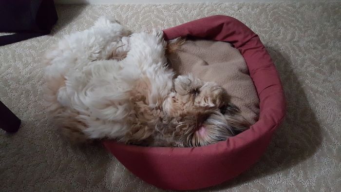 My Puppy Slipping Out Of Her Bed!