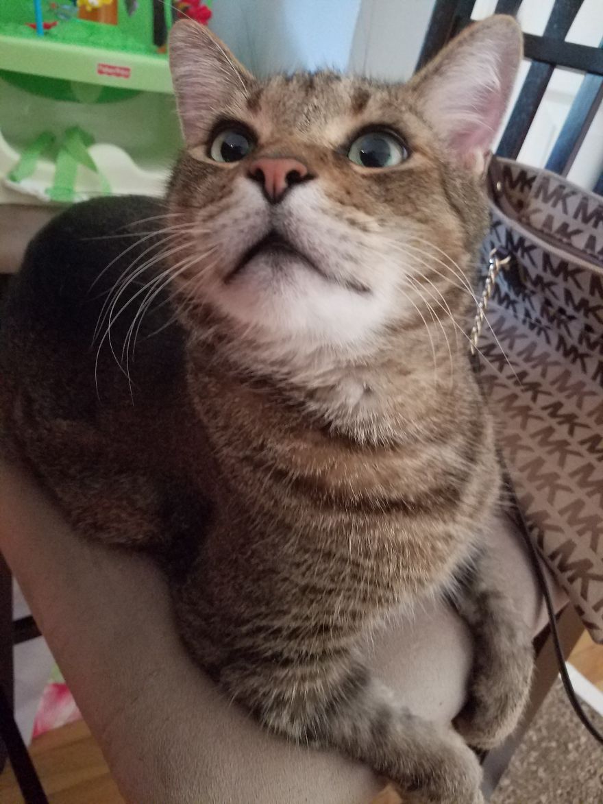 Meet Pip, The 9-Year Old Tabby Cat