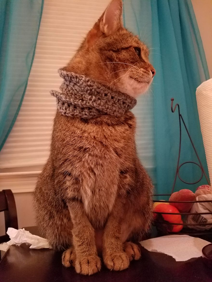 Meet Pip, The 9-Year Old Tabby Cat