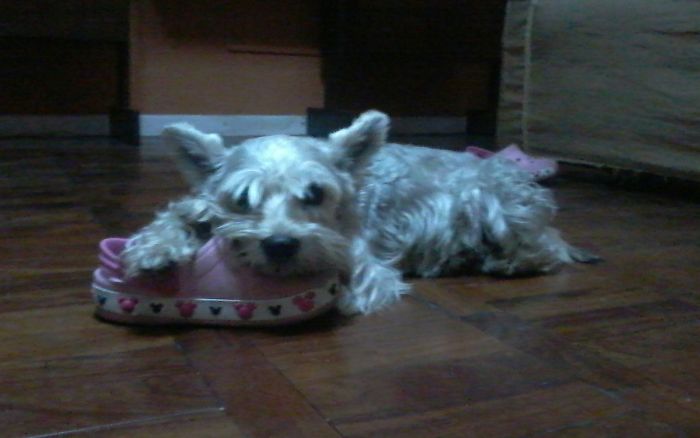 This Is My Pupper Toby Taking A Nap On My Daughter´s Croc...