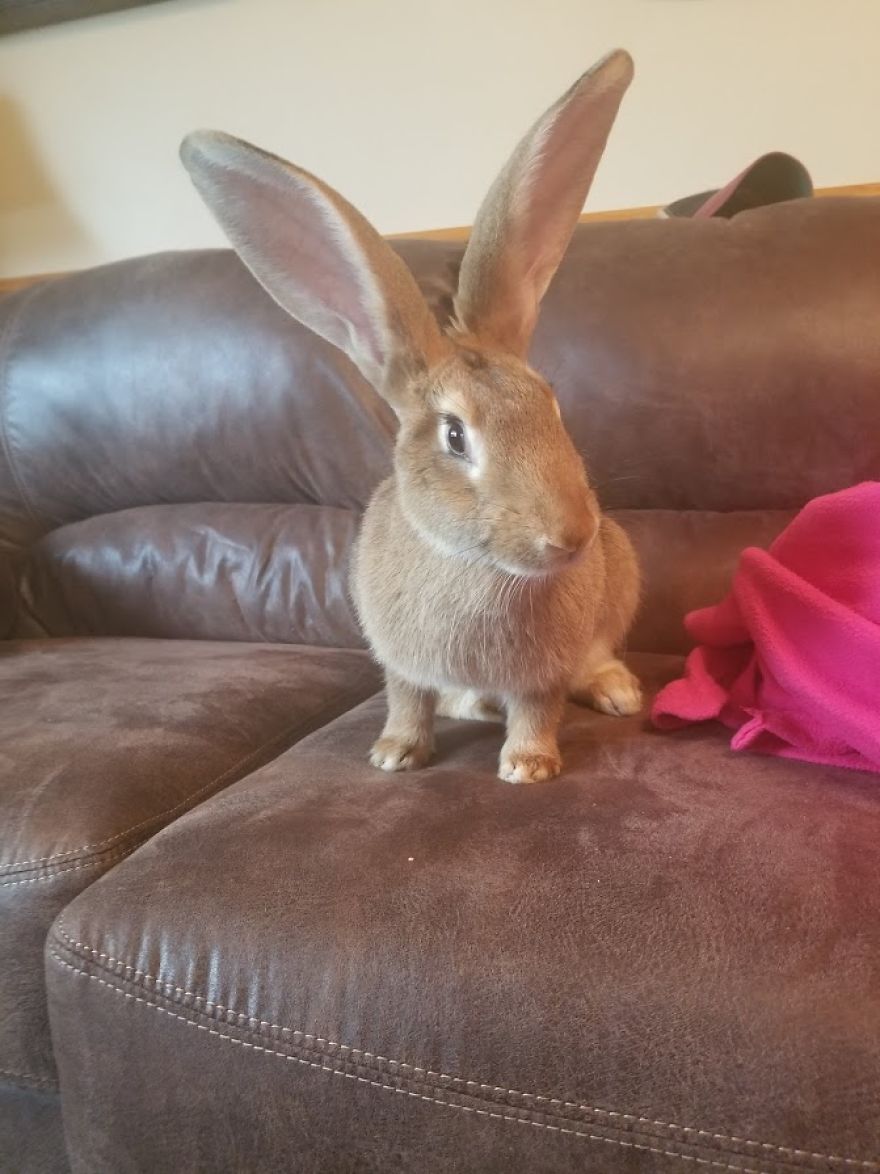 Love At First Flight &ndash; Our True Easter Bunny Blessing