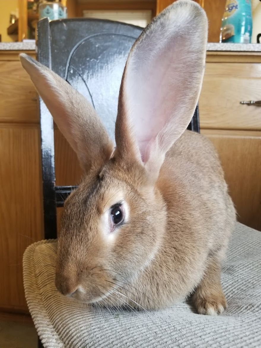 Love At First Flight – Our True Easter Bunny Blessing Love At First Flight – Our True Easter Bunny Blessing