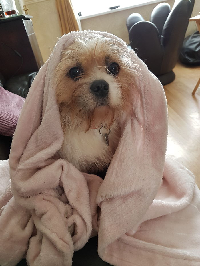 This Is Olly, He's 1 Years Old! 🐶