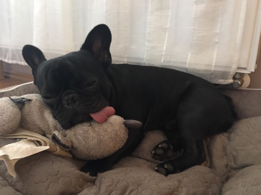 Meet Potato, The Cutest Lazy-Tongue French Bulldog Ever Meet Potato, The Cutest Lazy-Tongue French Bulldog Ever
