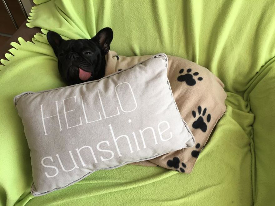 Meet Potato, The Cutest Lazy-Tongue French Bulldog Ever Meet Potato, The Cutest Lazy-Tongue French Bulldog Ever