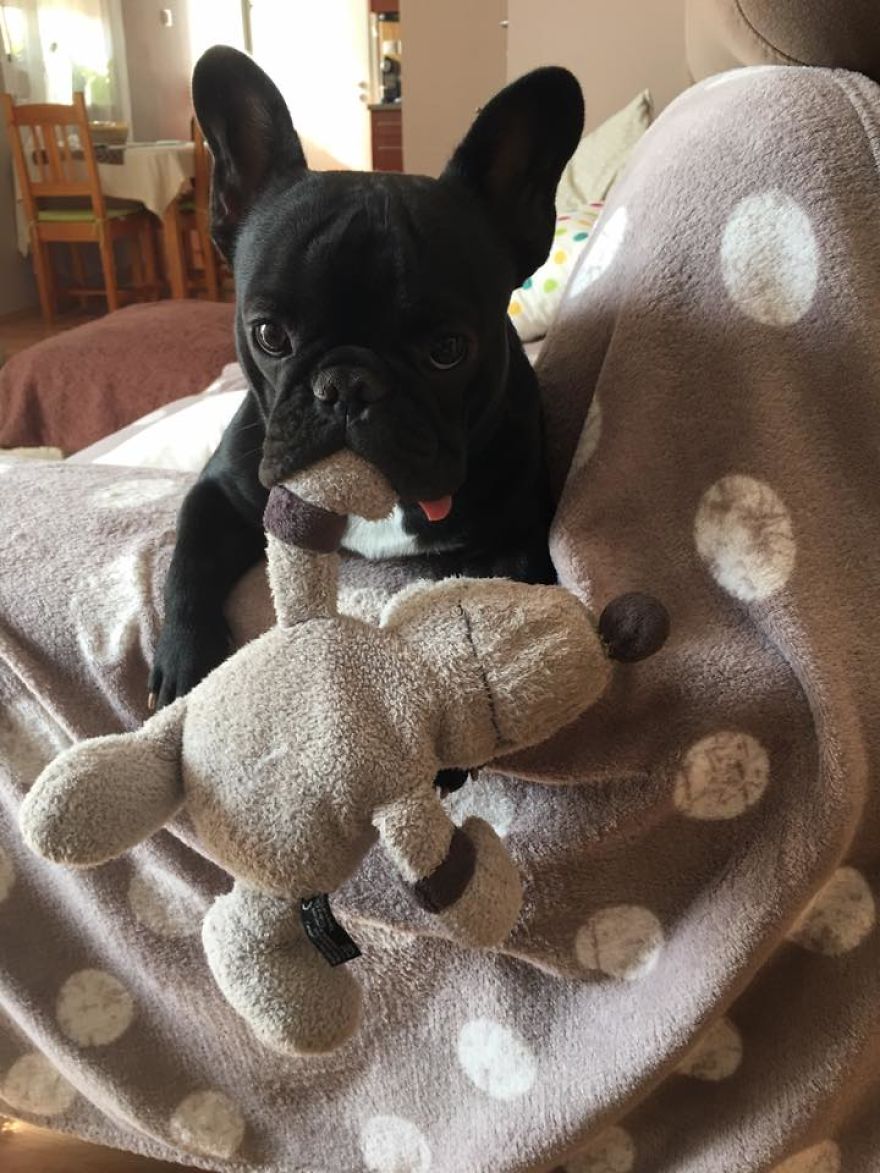 Meet Potato, The Cutest Lazy-Tongue French Bulldog Ever Meet Potato, The Cutest Lazy-Tongue French Bulldog Ever