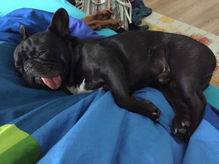 Meet Potato, The Cutest Lazy-Tongue French Bulldog Ever Meet Potato, The Cutest Lazy-Tongue French Bulldog Ever