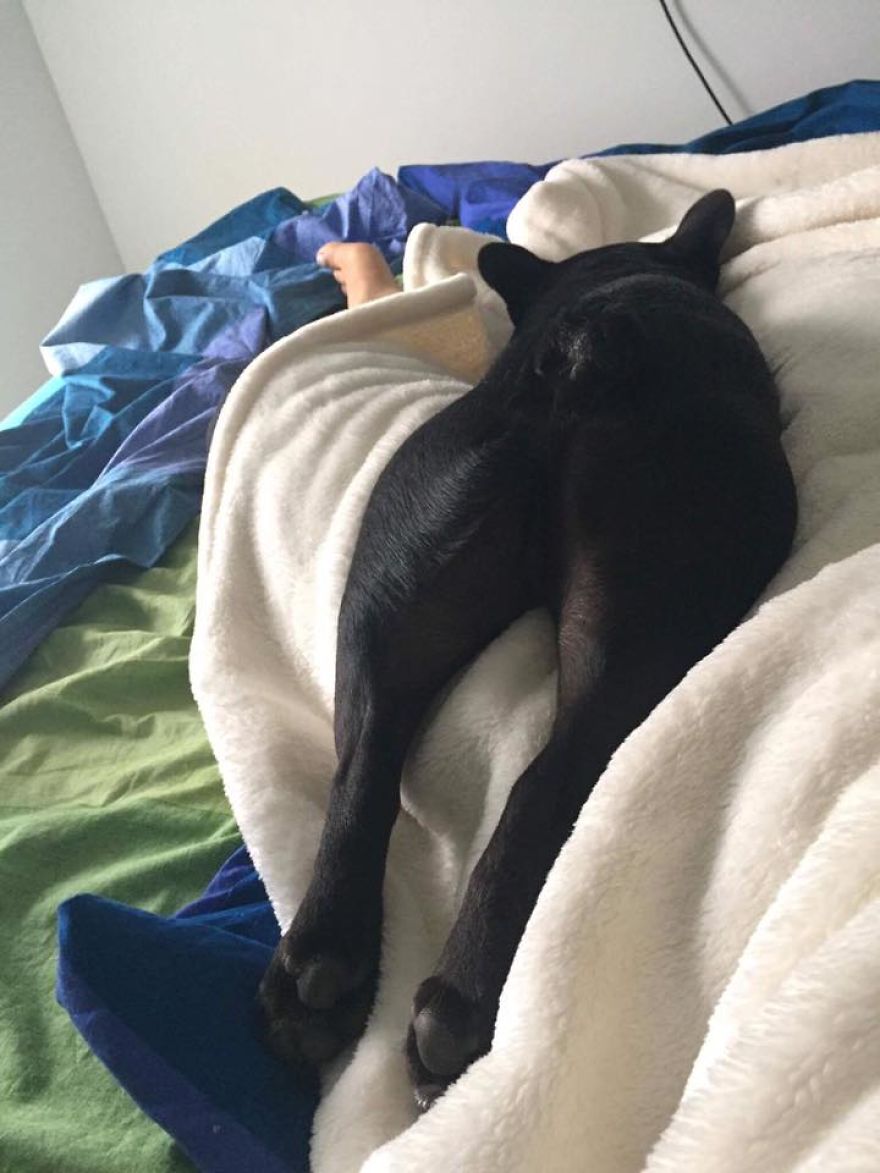 Meet Potato, The Cutest Lazy-Tongue French Bulldog Ever Meet Potato, The Cutest Lazy-Tongue French Bulldog Ever