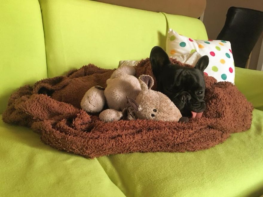 Meet Potato, The Cutest Lazy-Tongue French Bulldog Ever Meet Potato, The Cutest Lazy-Tongue French Bulldog Ever