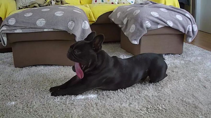 Meet Potato, The Cutest Lazy-Tongue French Bulldog Ever Meet Potato, The Cutest Lazy-Tongue French Bulldog Ever