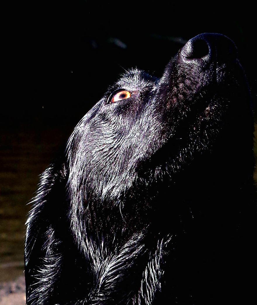 Otis The Black Labrador Loves Playing In The River Dee In North Wales