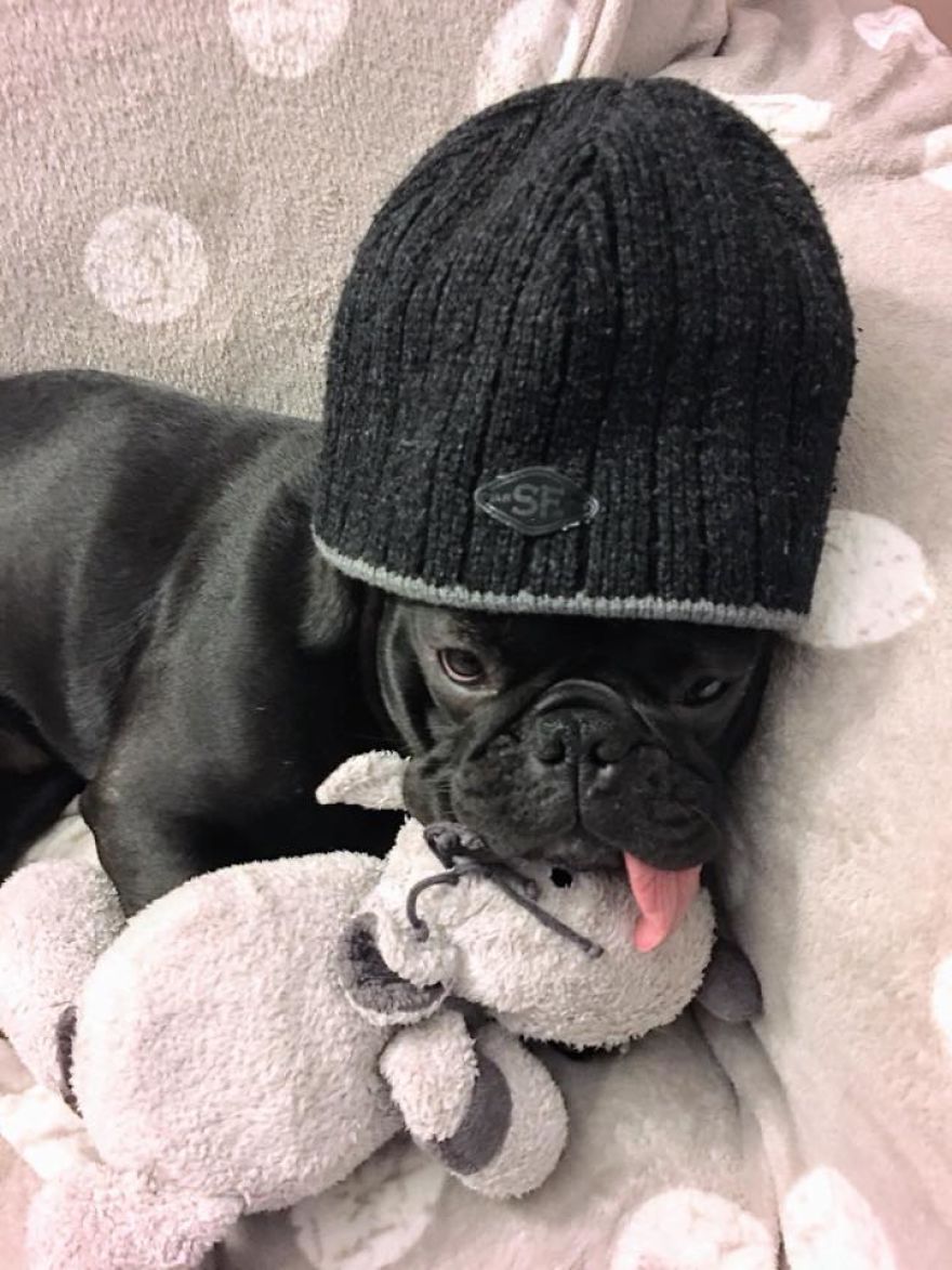 Meet Potato, The Cutest Lazy-Tongue French Bulldog Ever Meet Potato, The Cutest Lazy-Tongue French Bulldog Ever