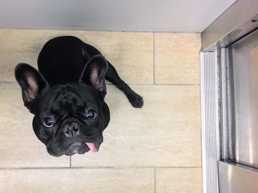 Meet Potato, The Cutest Lazy-Tongue French Bulldog Ever Meet Potato, The Cutest Lazy-Tongue French Bulldog Ever