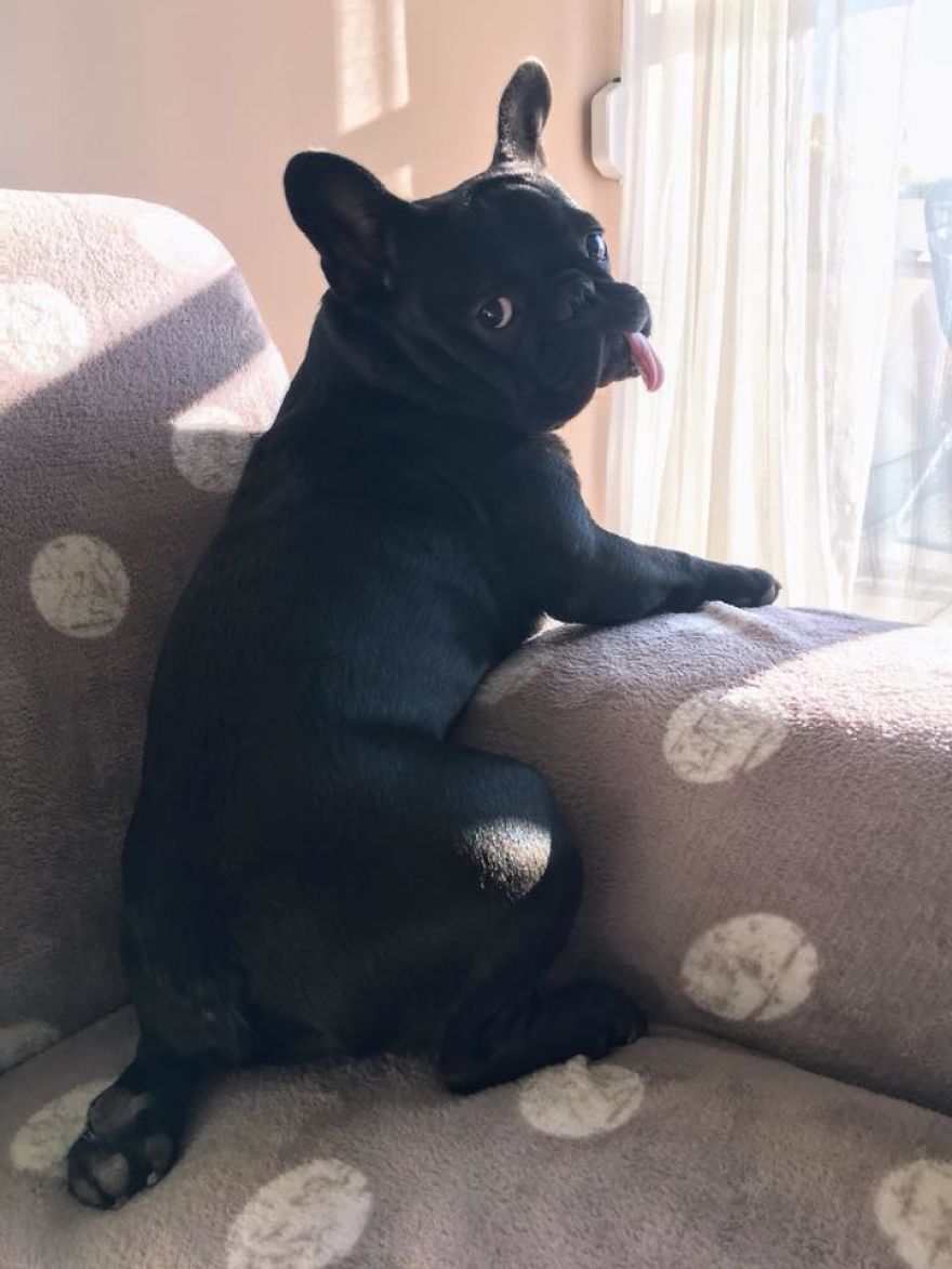 Meet Potato, The Cutest Lazy-Tongue French Bulldog Ever Meet Potato, The Cutest Lazy-Tongue French Bulldog Ever