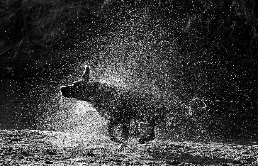 Otis The Black Labrador Loves Playing In The River Dee In North Wales