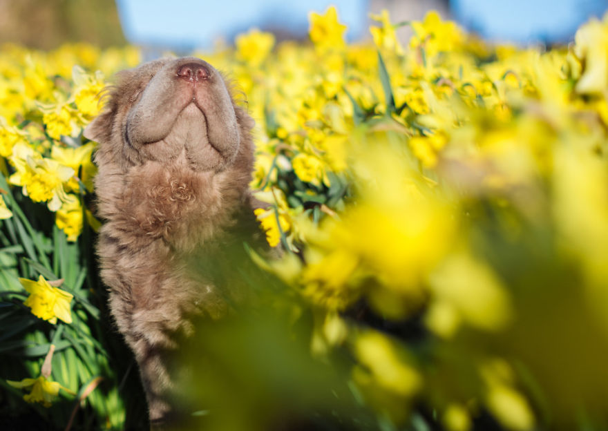 Londoner Bear Cub Looking For Adventures Londoner Bear Cub Looking For Adventures