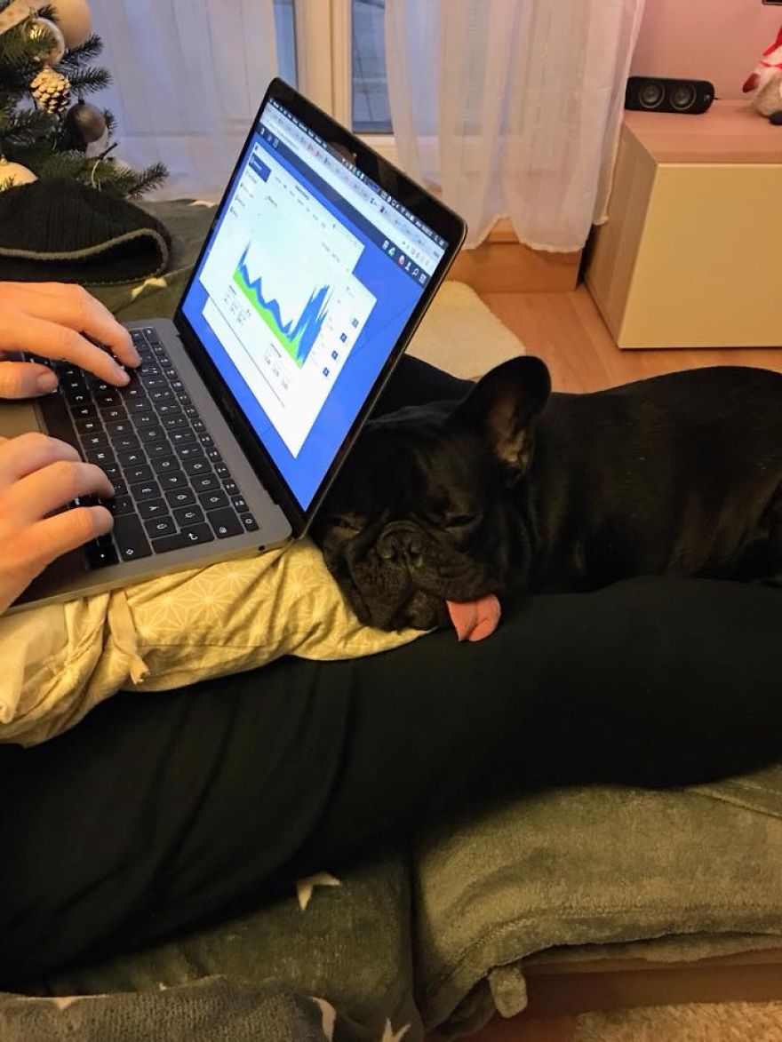 Meet Potato, The Cutest Lazy-Tongue French Bulldog Ever Meet Potato, The Cutest Lazy-Tongue French Bulldog Ever