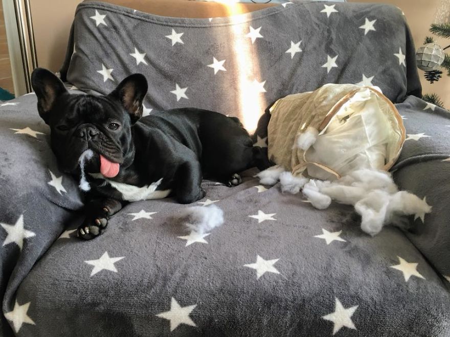 Meet Potato, The Cutest Lazy-Tongue French Bulldog Ever Meet Potato, The Cutest Lazy-Tongue French Bulldog Ever