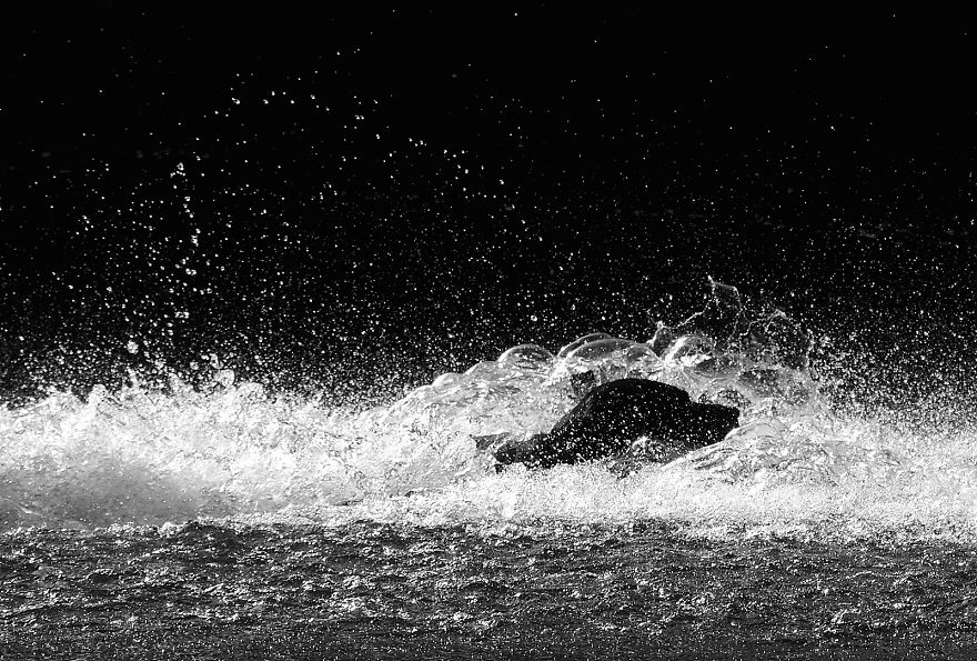 Otis The Black Labrador Loves Playing In The River Dee In North Wales