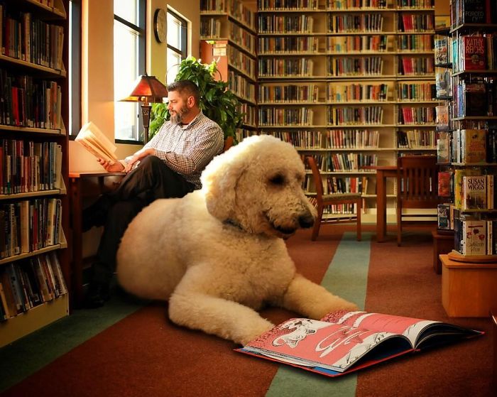 Photographer Makes Funny Montages With Photos Of His Giant Dog (New Pics)