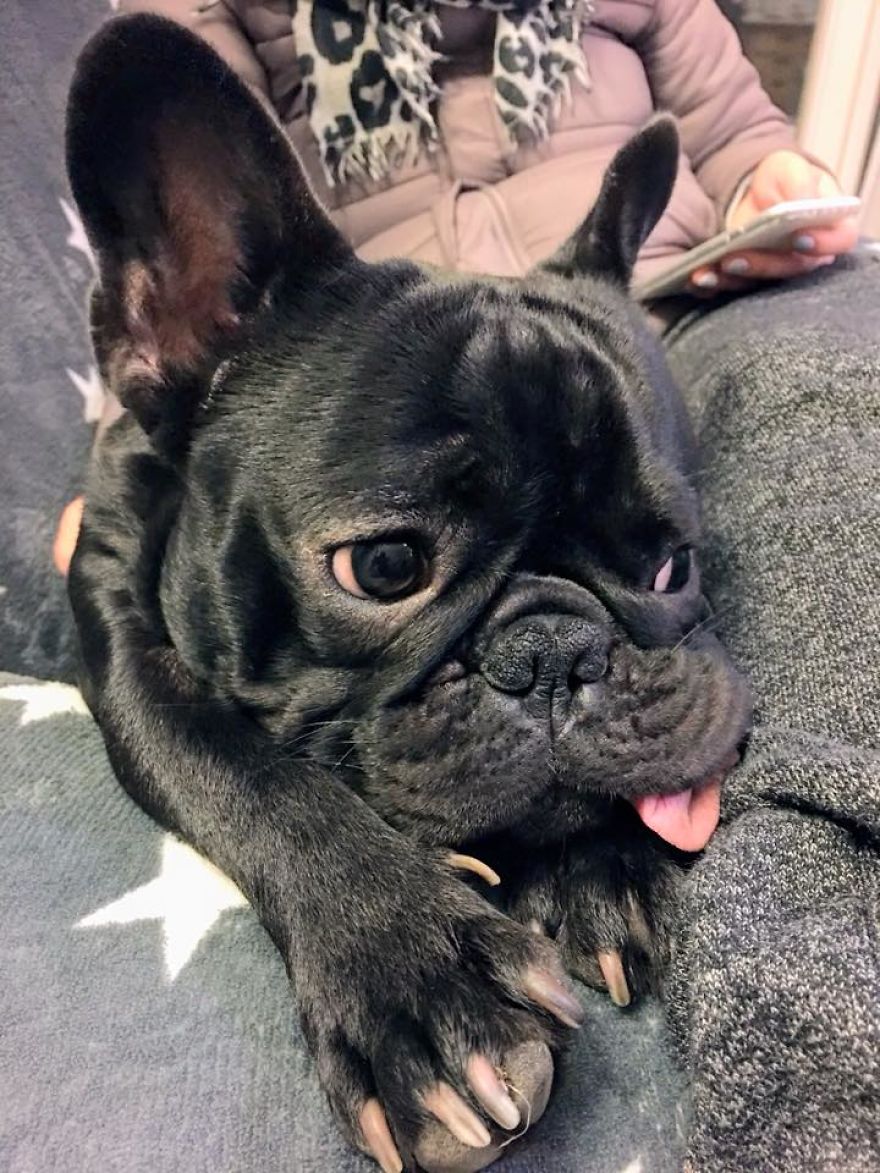 Meet Potato, The Cutest Lazy-Tongue French Bulldog Ever Meet Potato, The Cutest Lazy-Tongue French Bulldog Ever