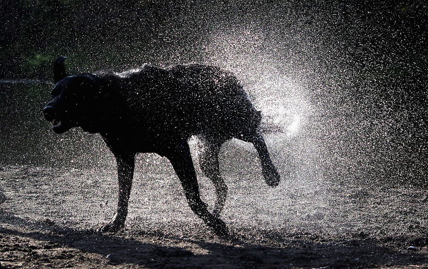 Otis The Black Labrador Loves Playing In The River Dee In North Wales