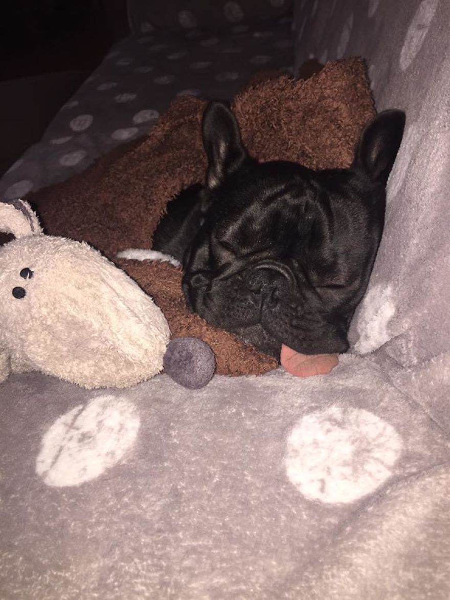 Meet Potato, The Cutest Lazy-Tongue French Bulldog Ever Meet Potato, The Cutest Lazy-Tongue French Bulldog Ever
