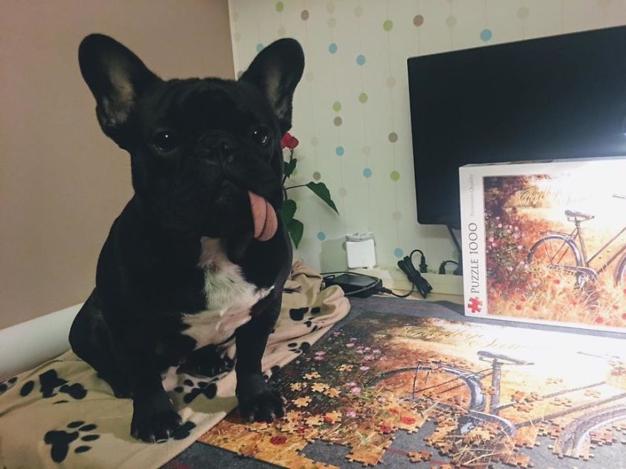 Meet Potato, The Cutest Lazy-Tongue French Bulldog Ever Meet Potato, The Cutest Lazy-Tongue French Bulldog Ever