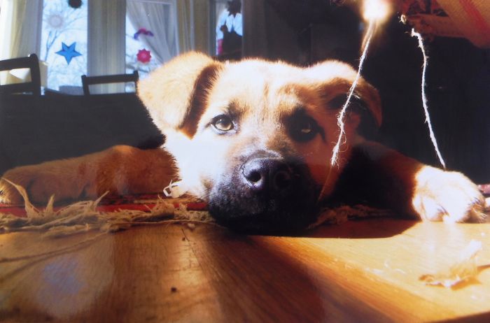 Theo Caught Chewing The Underside Of The Chair. Of Course He Was To Cute To Stop.