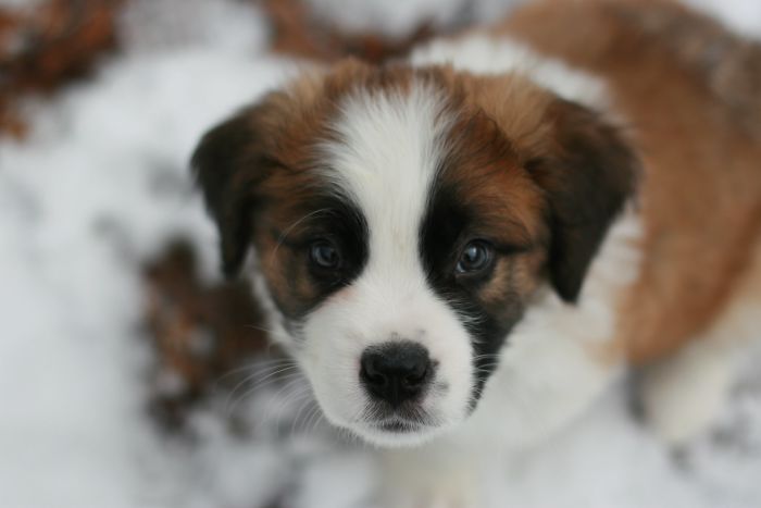 Baby Barnabas Deserves 2 Pics