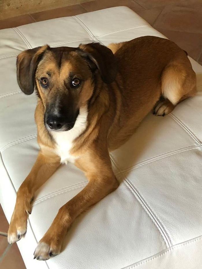 Murphey At 1 Year, We Adopted Him At 3 Months From The Rescue Center. He Has The Kindest Eyes.