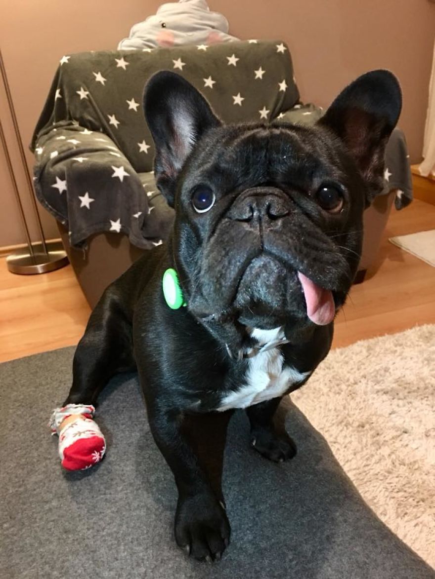 Meet Potato, The Cutest Lazy-Tongue French Bulldog Ever Meet Potato, The Cutest Lazy-Tongue French Bulldog Ever