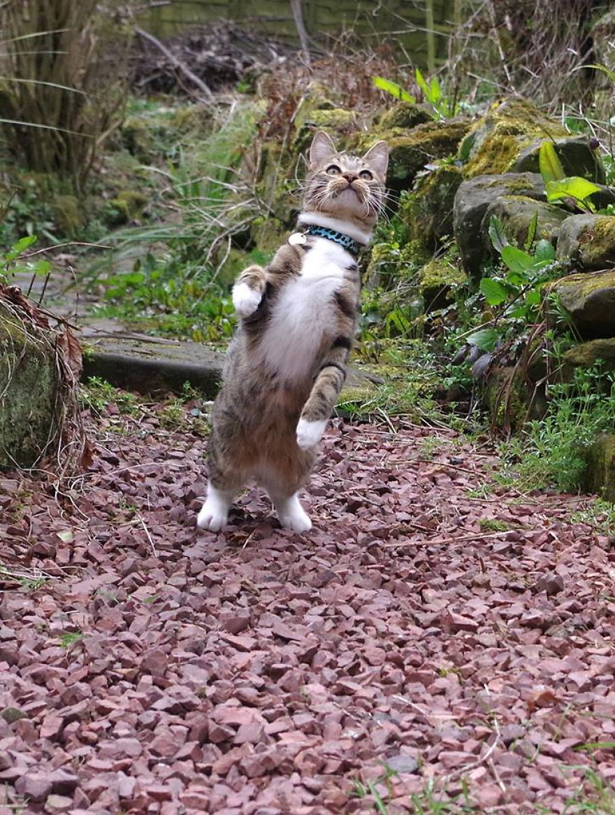 Edmund The Jumping Kitty Goes Outside For The First Time