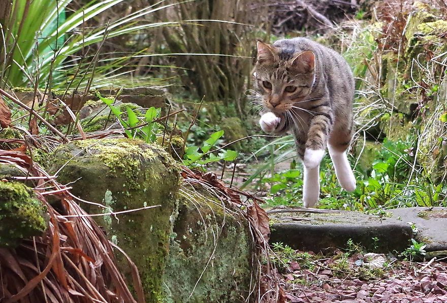 Edmund The Jumping Kitty Goes Outside For The First Time