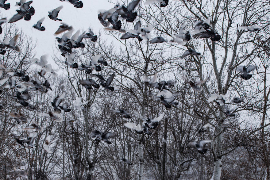 I Shot The Tree Beings