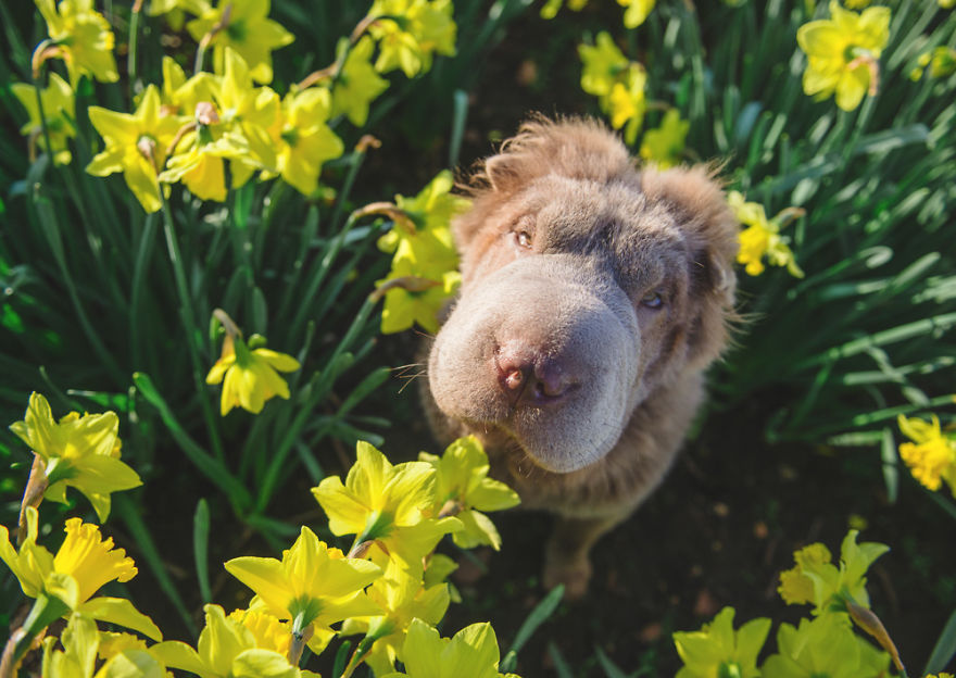 Londoner Bear Cub Looking For Adventures Londoner Bear Cub Looking For Adventures