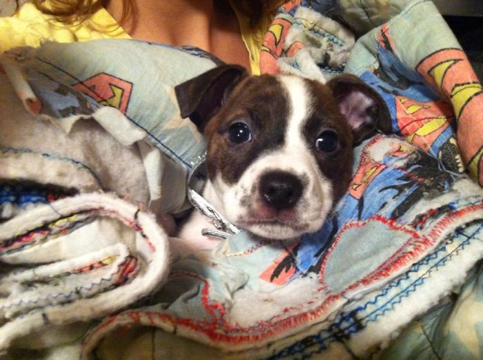 Our Sweet Baby Girl Mika When She Was 8 Weeks. She Will Be 6 Yrs Old On Halloween.