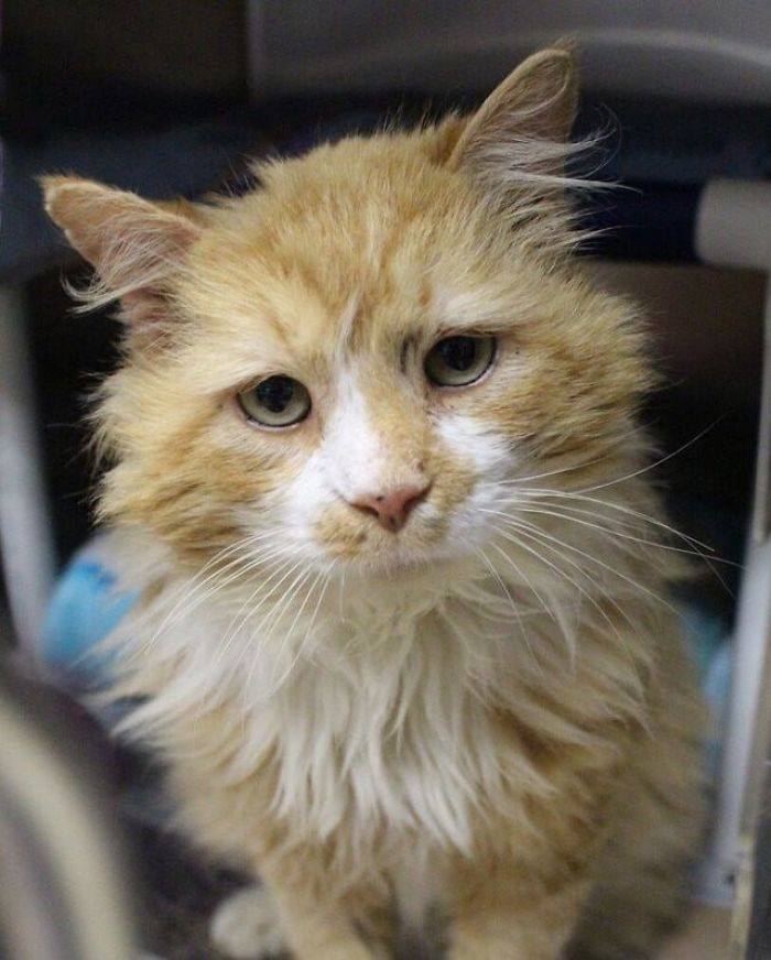 After A Family Abandons Their Cat, He Walks Back 12 Miles Just To Be Rejected Again