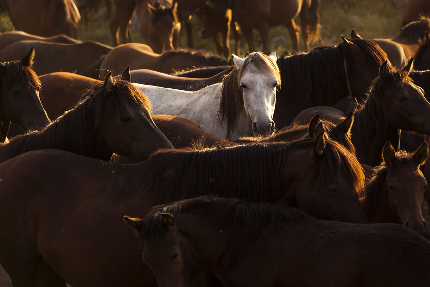 Wild Horses Of Cappadocia