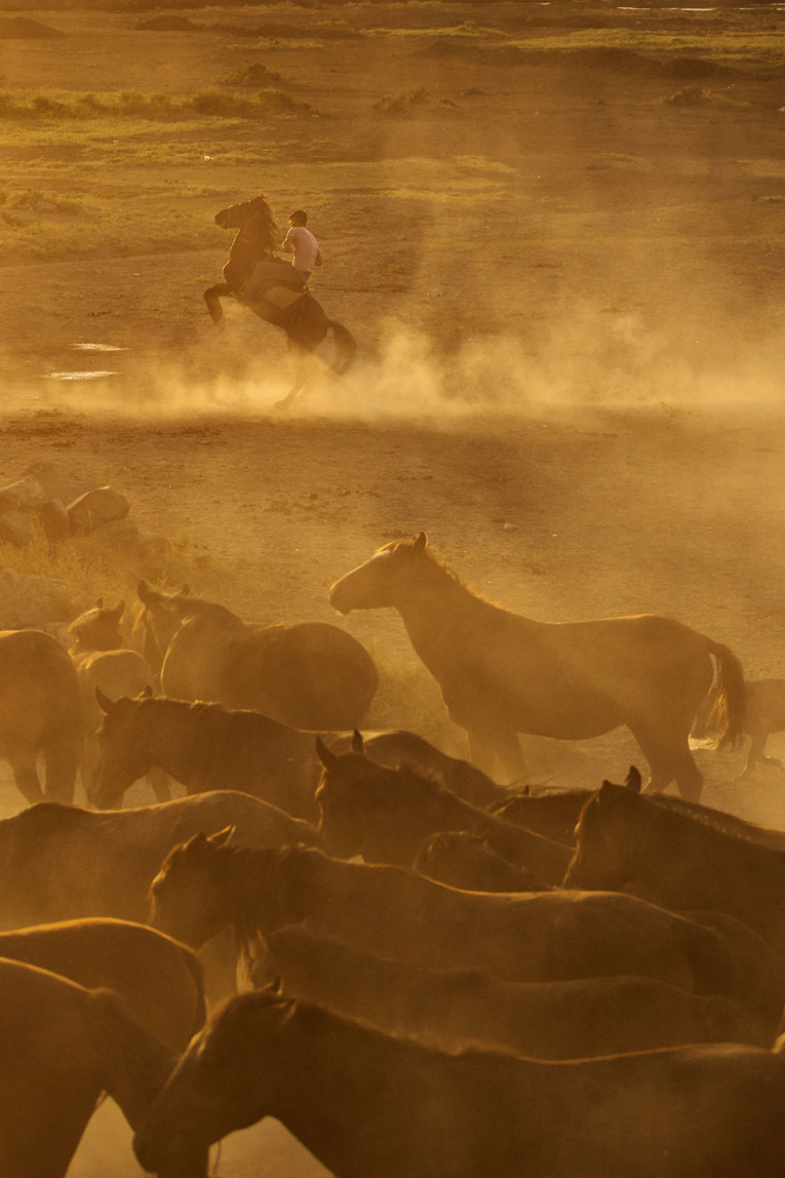 Wild Horses Of Cappadocia